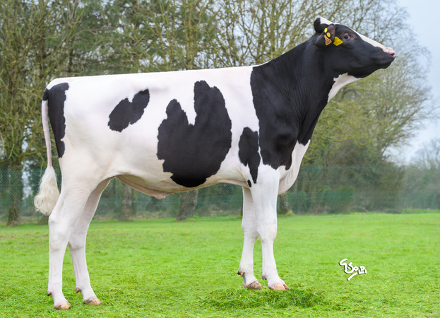 Hoornloos gooit hoge ogen bij de genomic stieren!