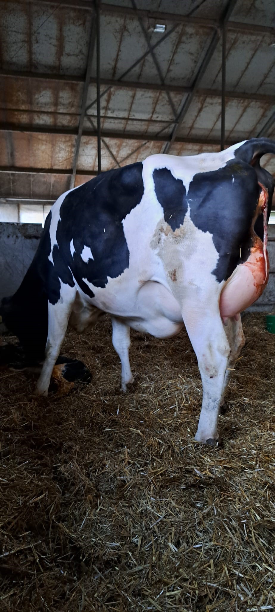 Dochtergroep van SHA Zivet in Verden